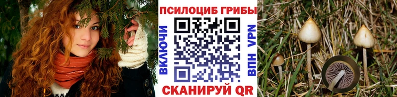 купить закладку  Лесной  это как зайти  Псилоцибиновые грибы Magic Shrooms 
